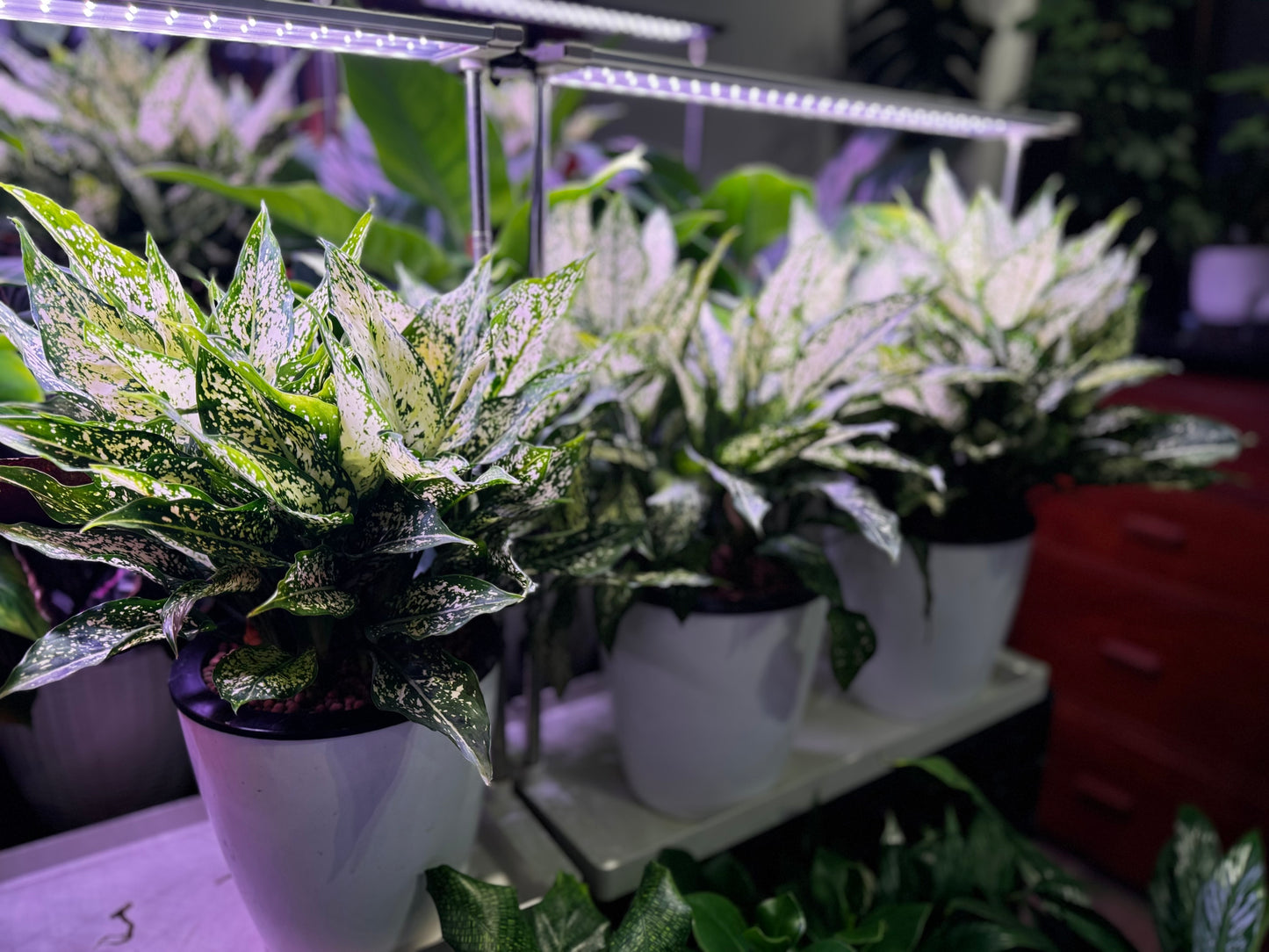 Aglaonema Snow White in Self Watering Planter