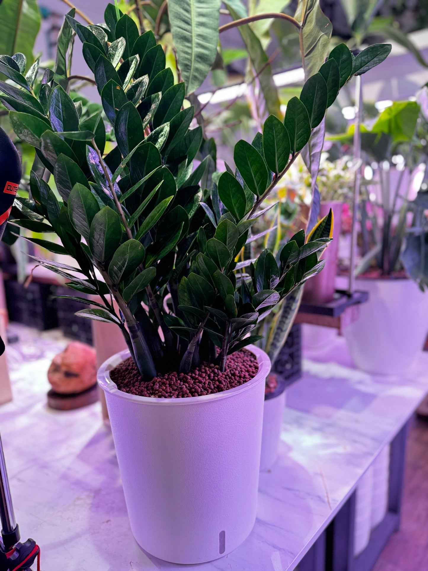 Zamioculcas zamiifolia(ZZ Plant) in Self Watering Planter