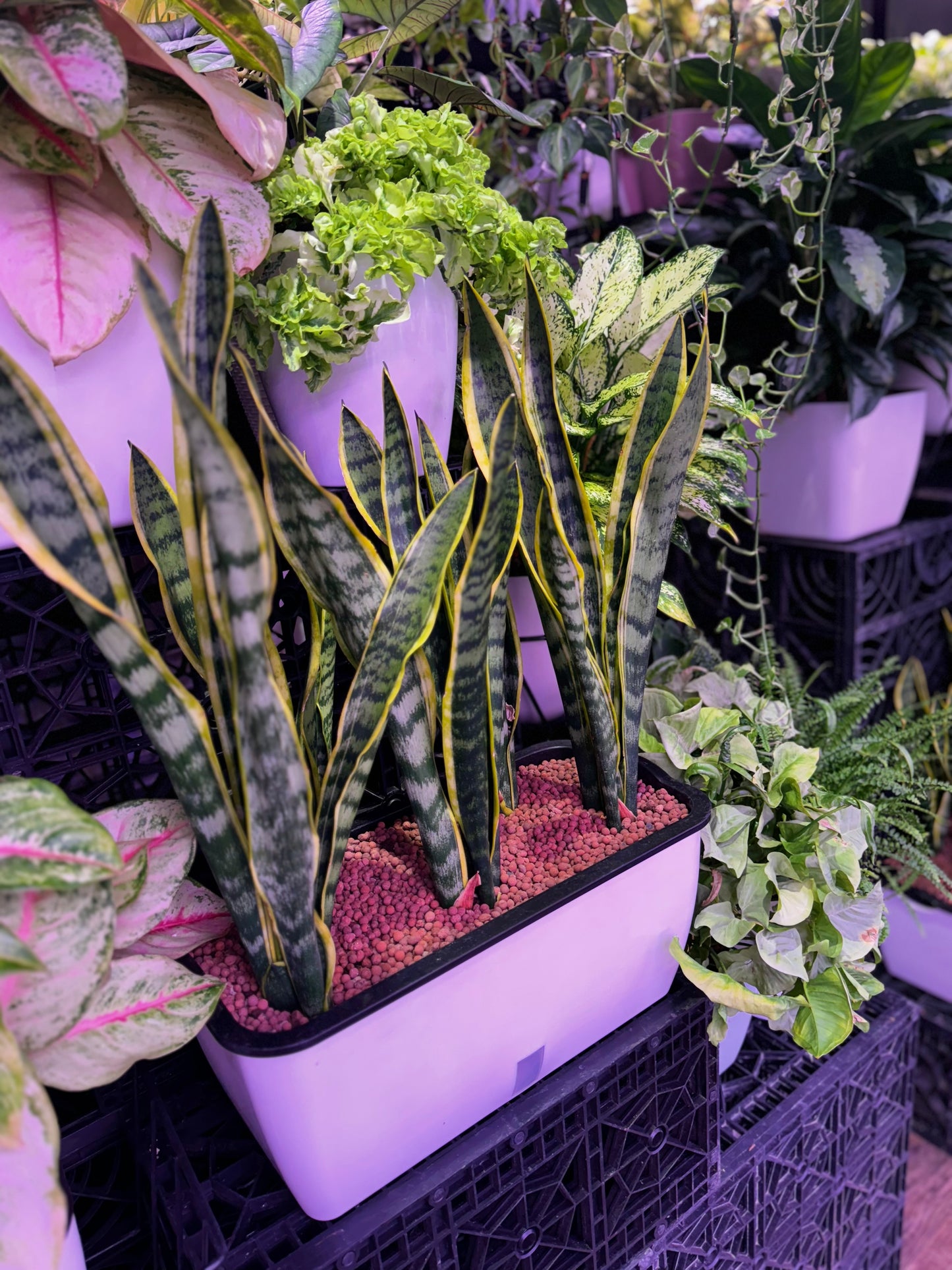 Sansevieria (snake plant) in Self Watering Planter (Rectangular)