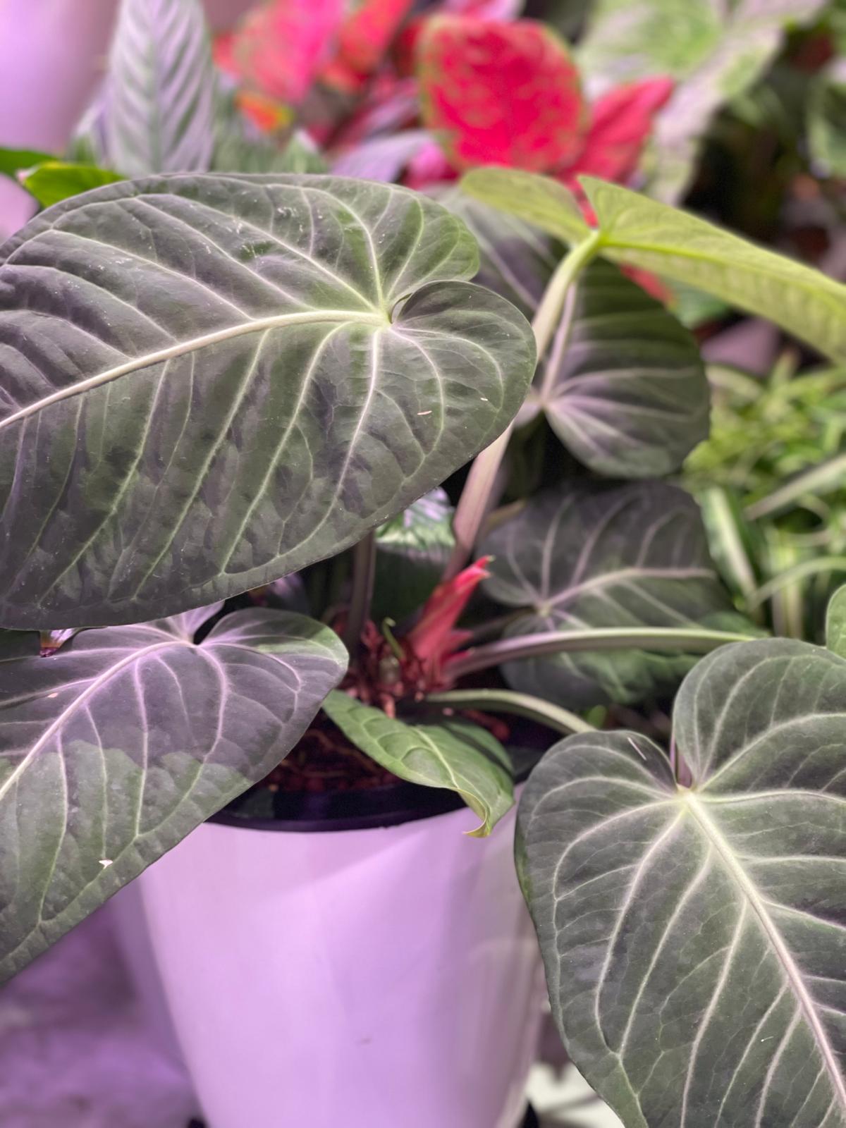 Anthurium Villenaorum (Velvet Anthurium) in Self Watering Planters