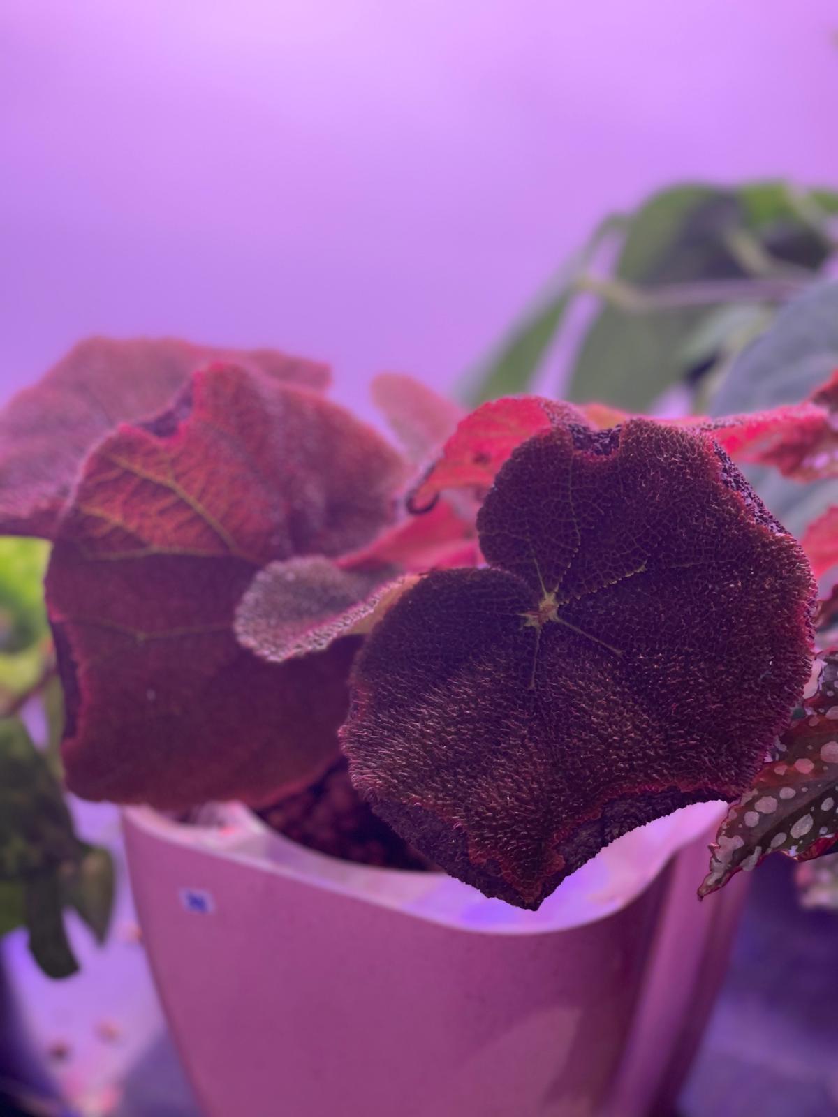 Begonia Masioniana River (SW Pastel Pot)