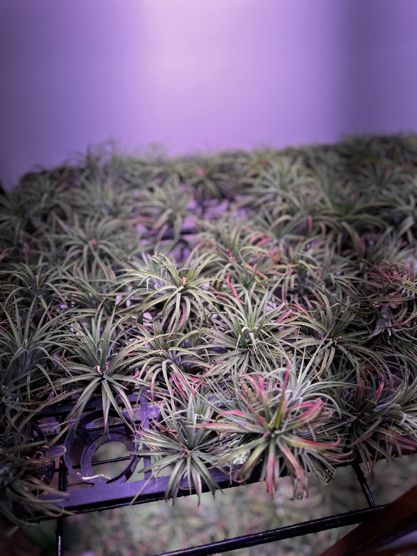 Tillandsia ionantha (Air Plant)