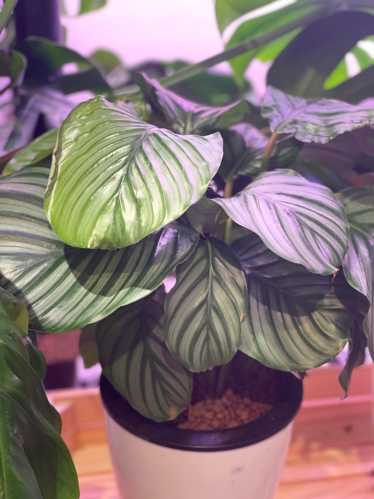 Calathea Orbifolia (SW white pot)