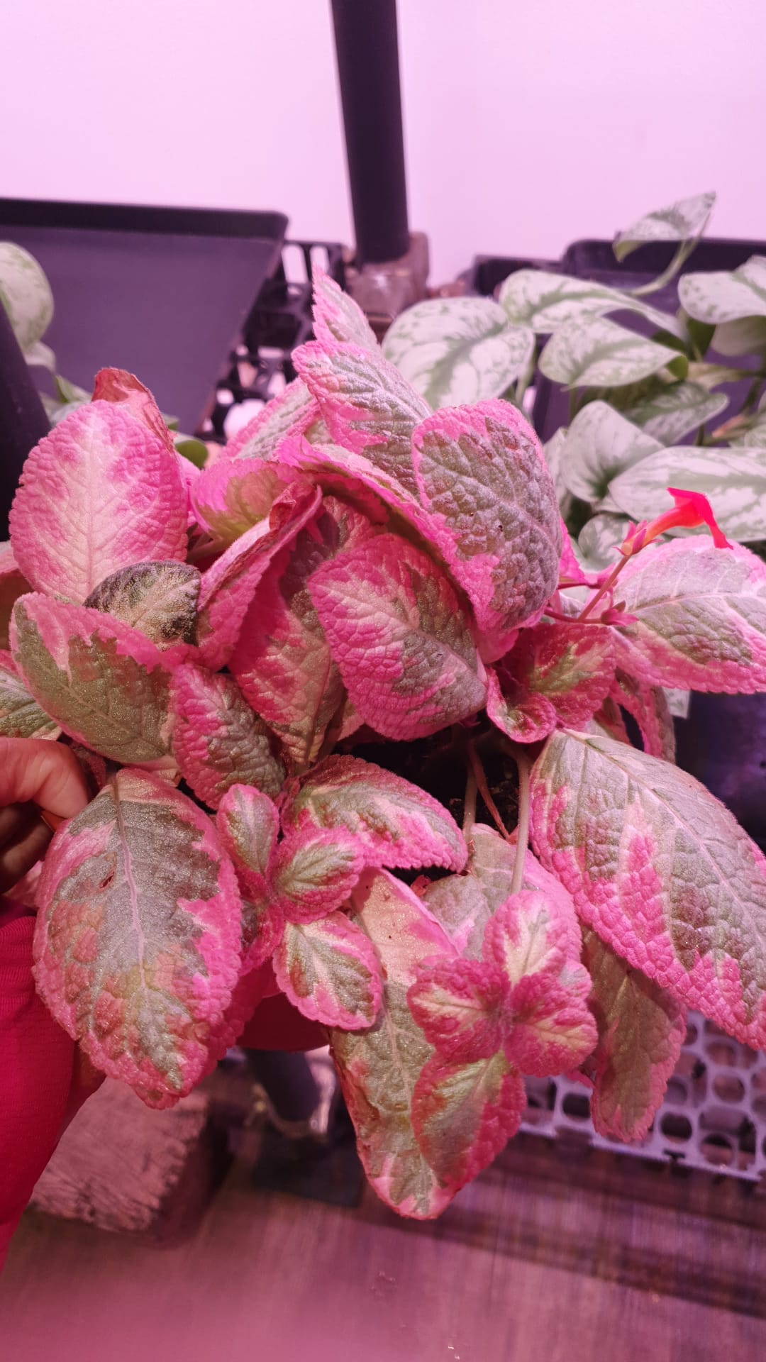 Episcia cuperata Easterbrook 'Cleopatra' (0.2m)