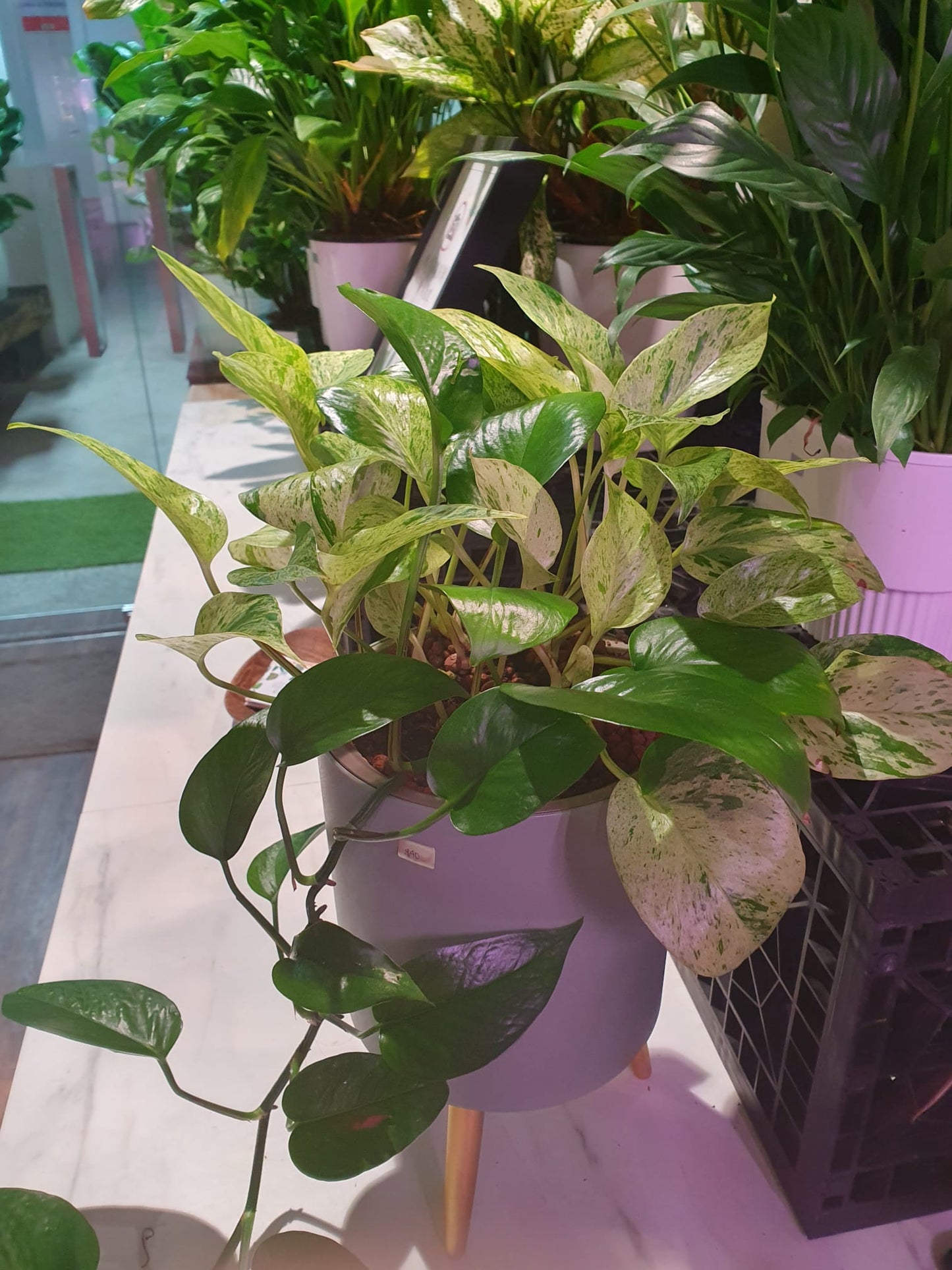 Money Plant in Teal SW Smart Pot