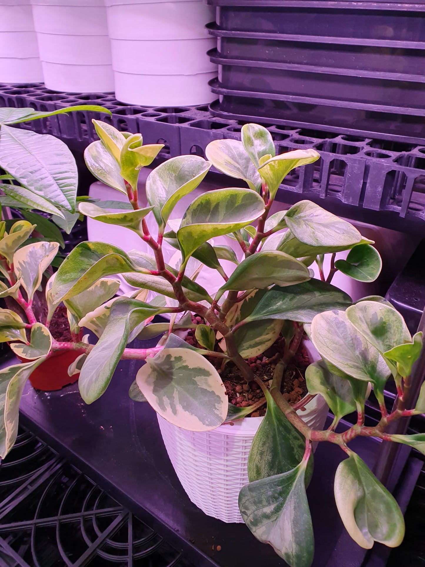 SW Large Ratten Pot with Peperomia obtusifolia