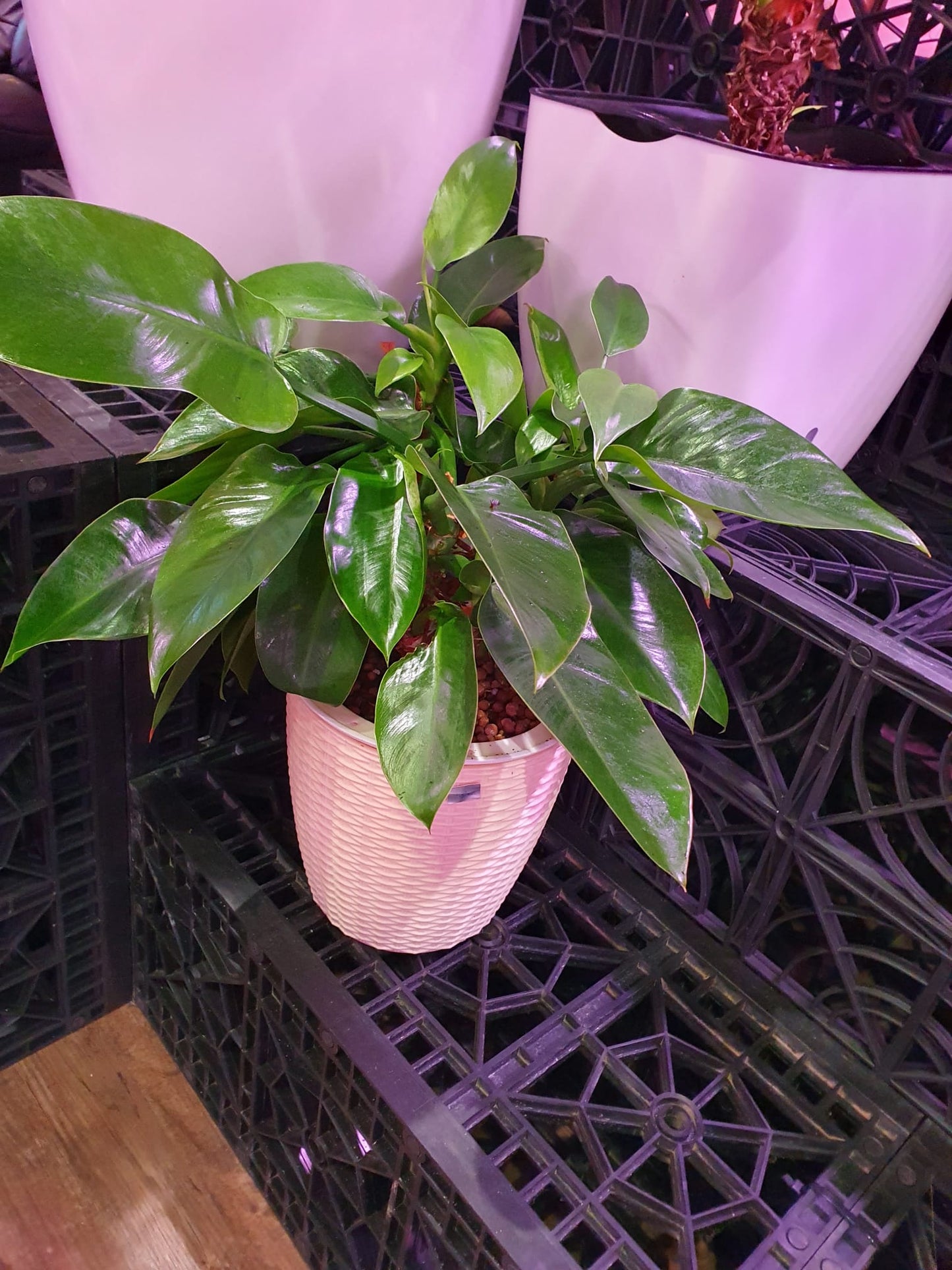 SW Round Large Ratten Pot with Philodendron Green Congo
