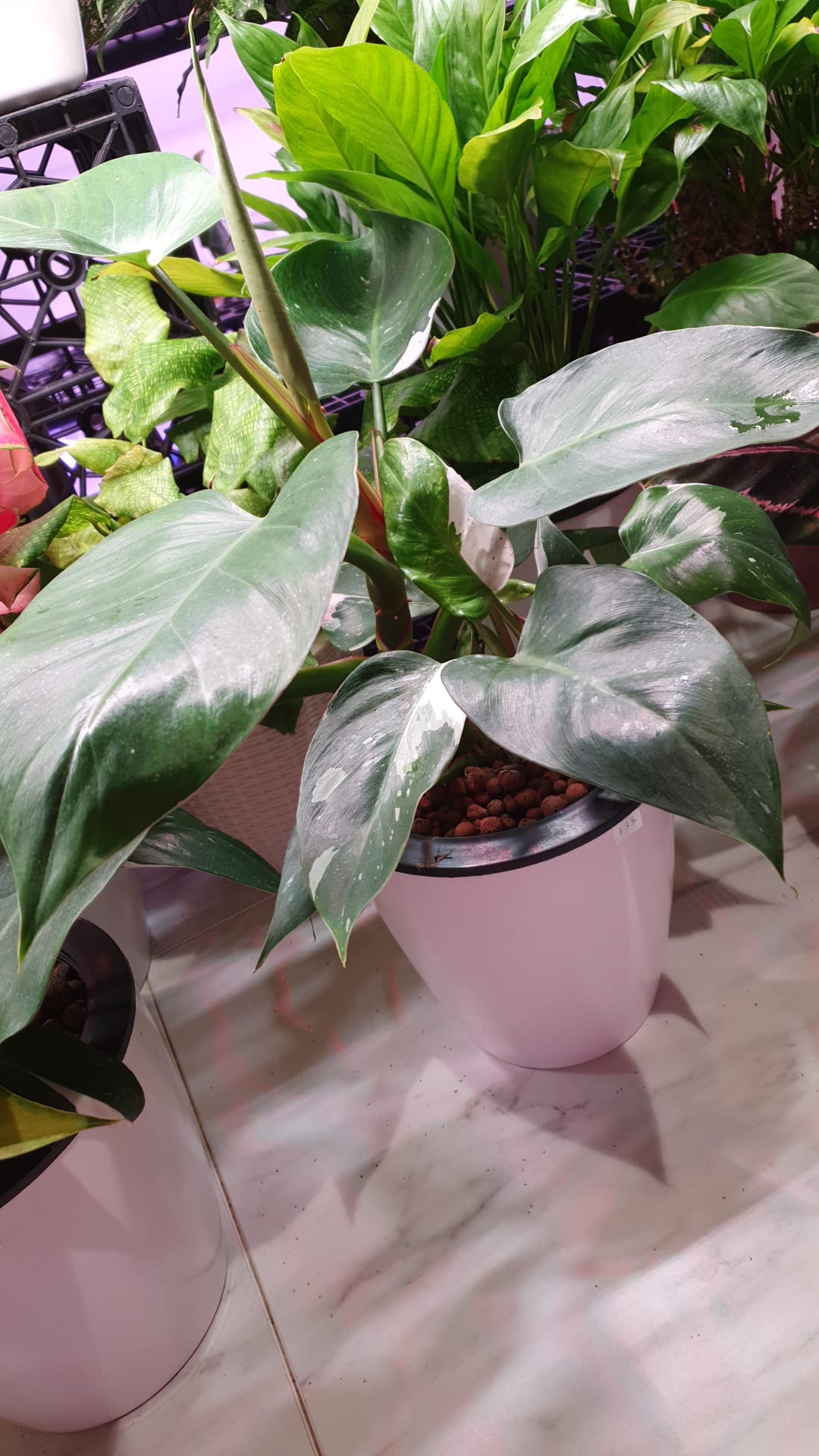 Philodendron White Princess in SW 18cm Pot