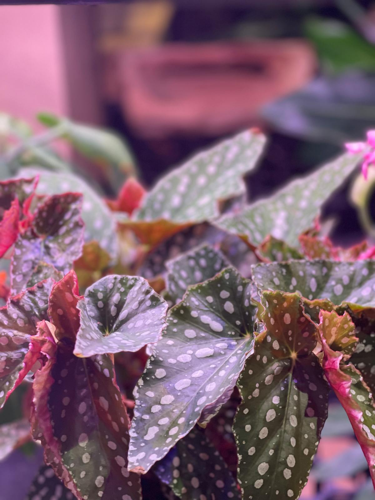 Begonia Maculata : The Polka Dot Begonia or the angel wing begonia (Plant only)