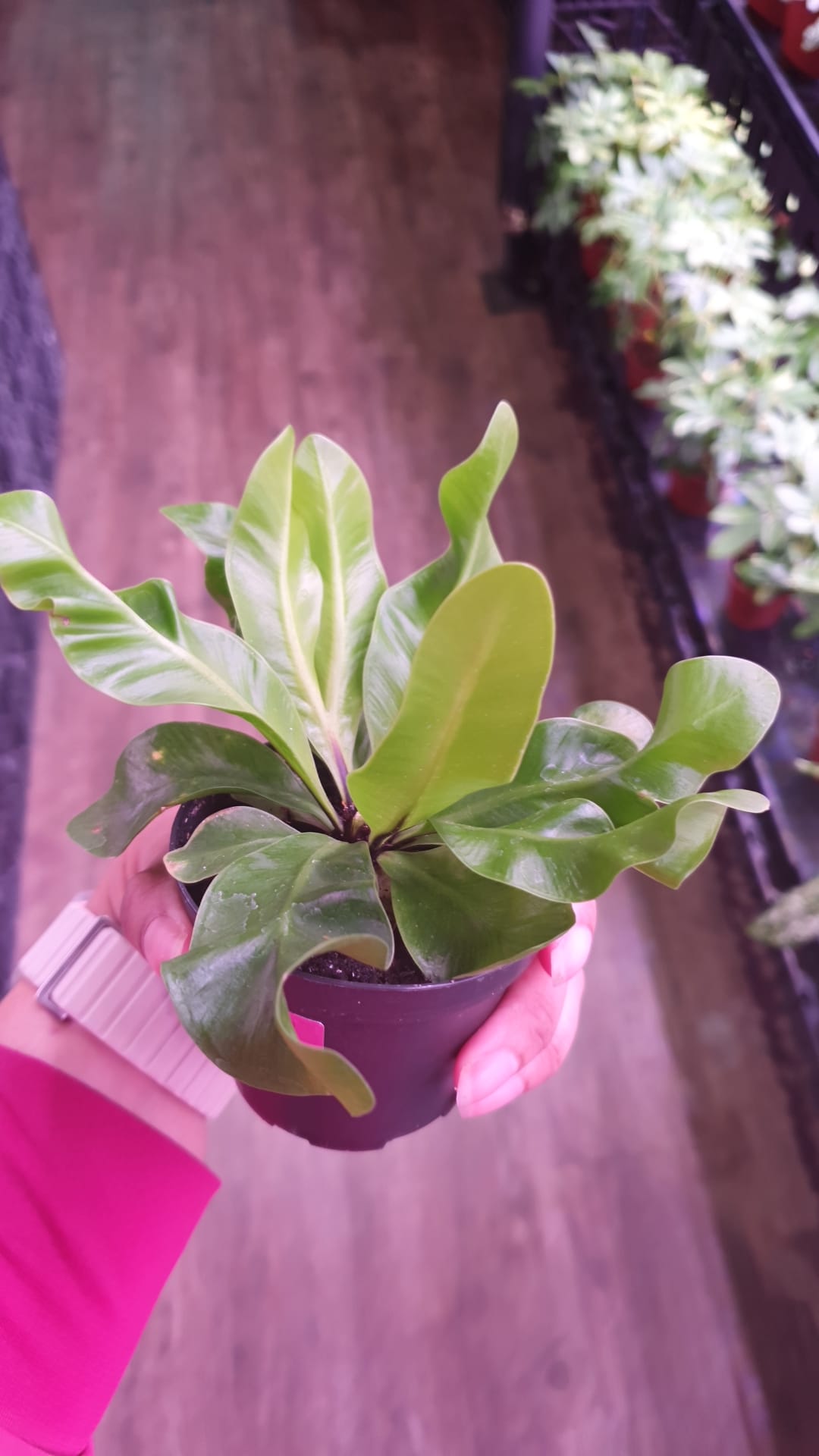 Asplenium nidus 'Crispy Wave' Plant