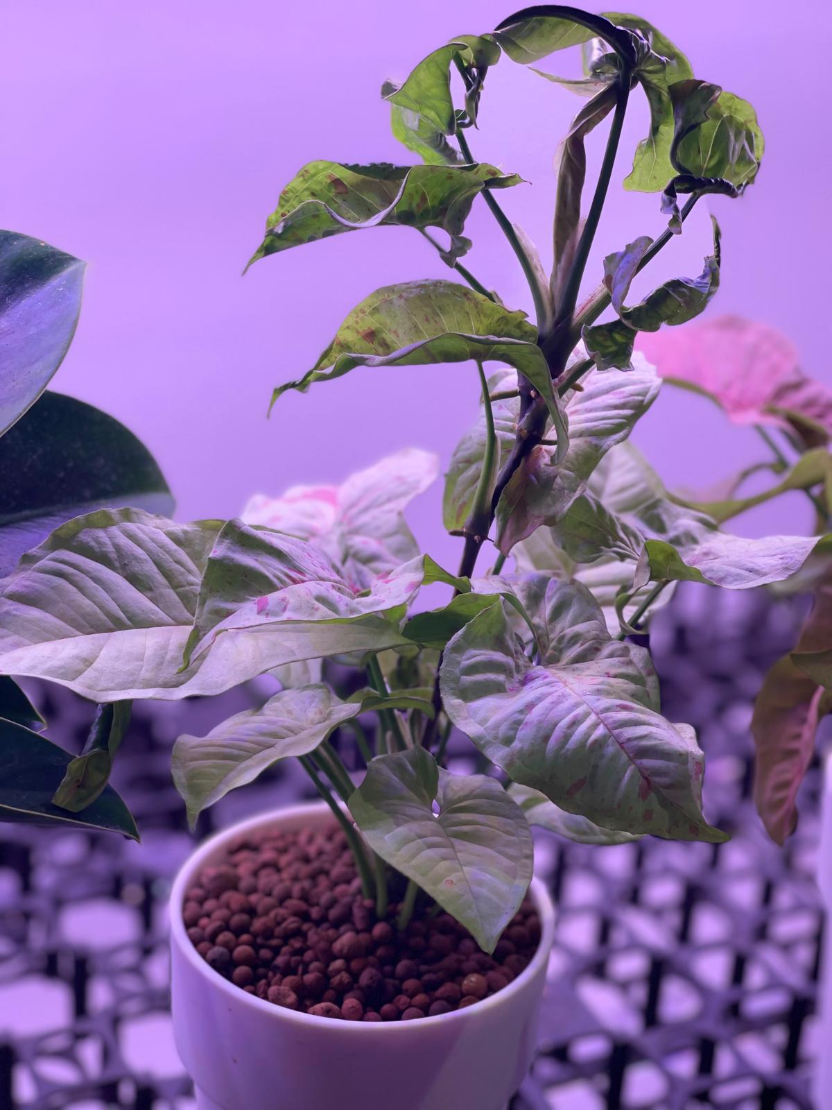 Syngonium Milk Confetti in Self watering pot