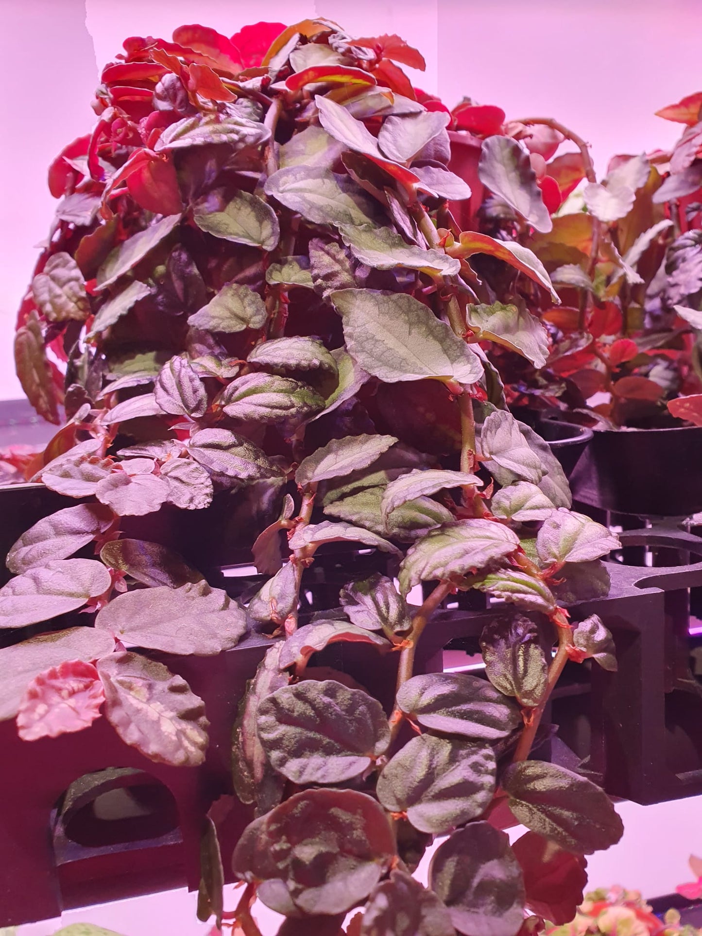 Pellionia Repens (Trailing Watermelon Begonia)
