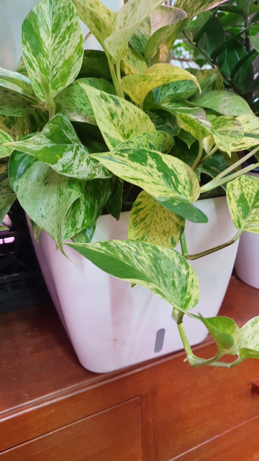 Epiprenium Marble Queen in SW Square Pot