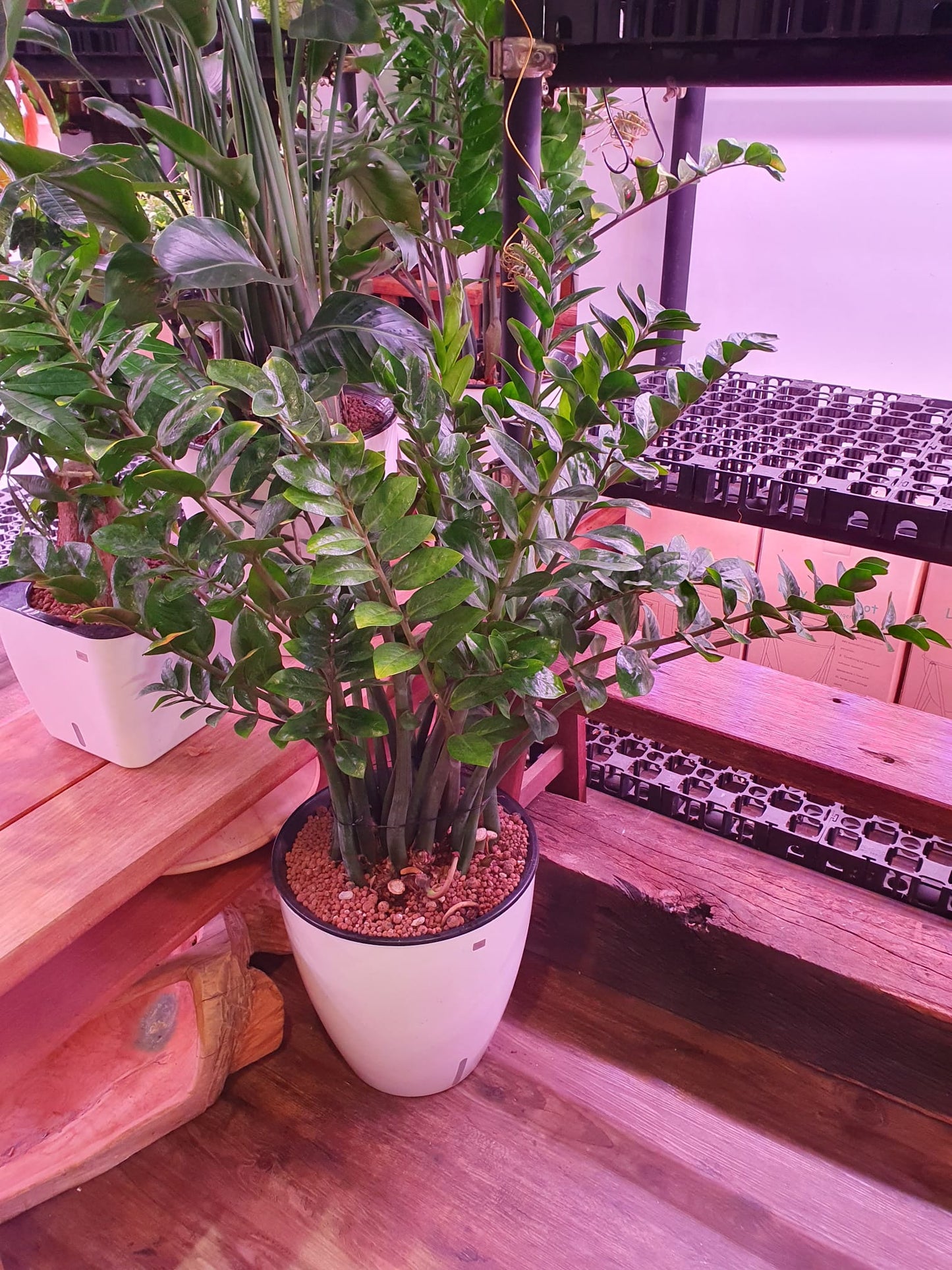 SW White Large Round Pot with Zamioculcas Zamifolia