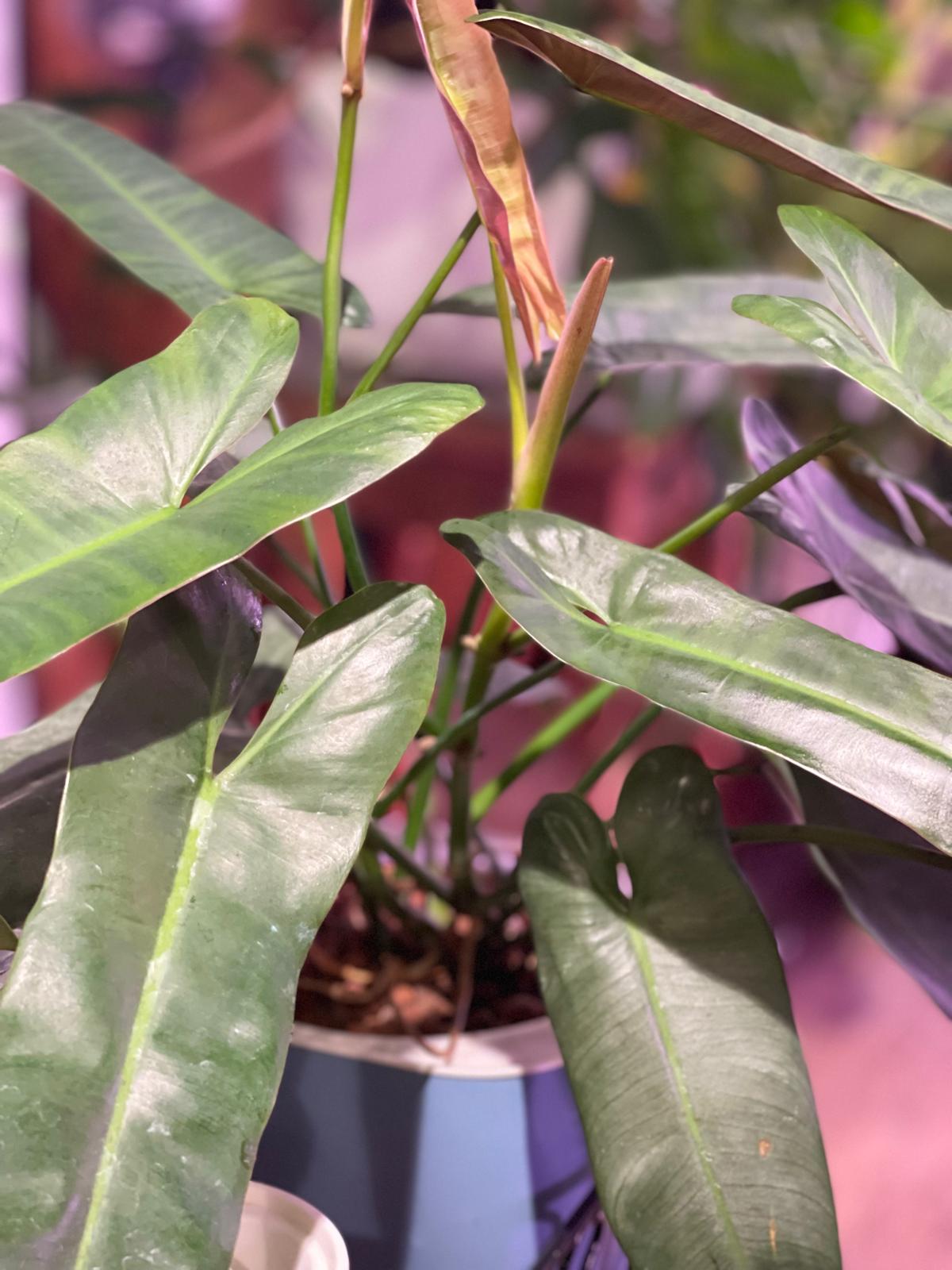 Philodendron Atabapoense (Atabapo River Philodendron) in Pastel SW Planter