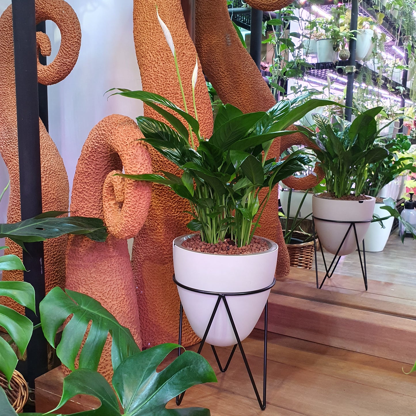 Spathiphyllum wallisi (Peace Lily) on Self Watering Planter