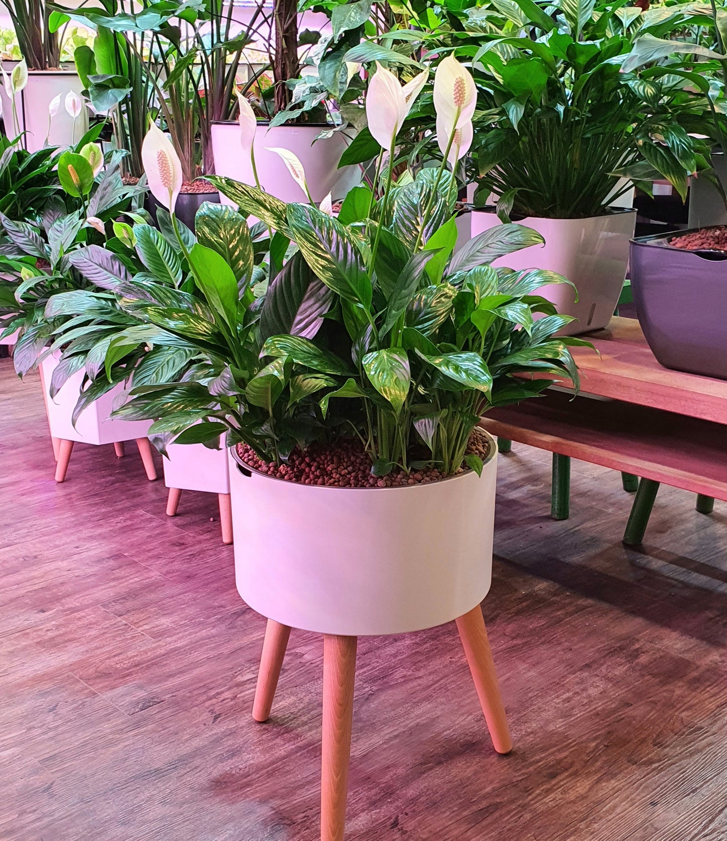 Spathiphyllum wallisi (Peace Lily) in Smart Round Large Pot with Wooden legs