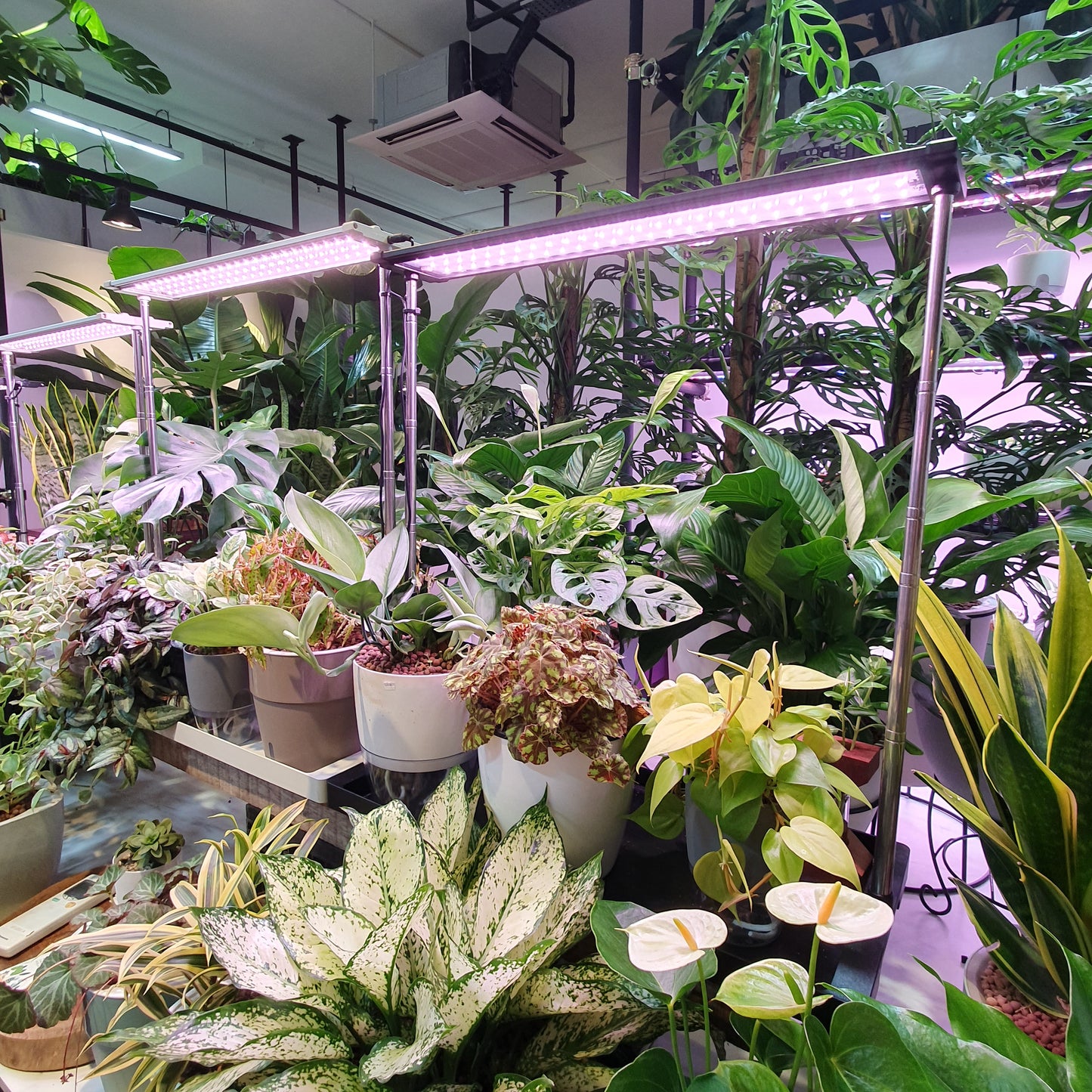 Grow light tray set (extendable height)