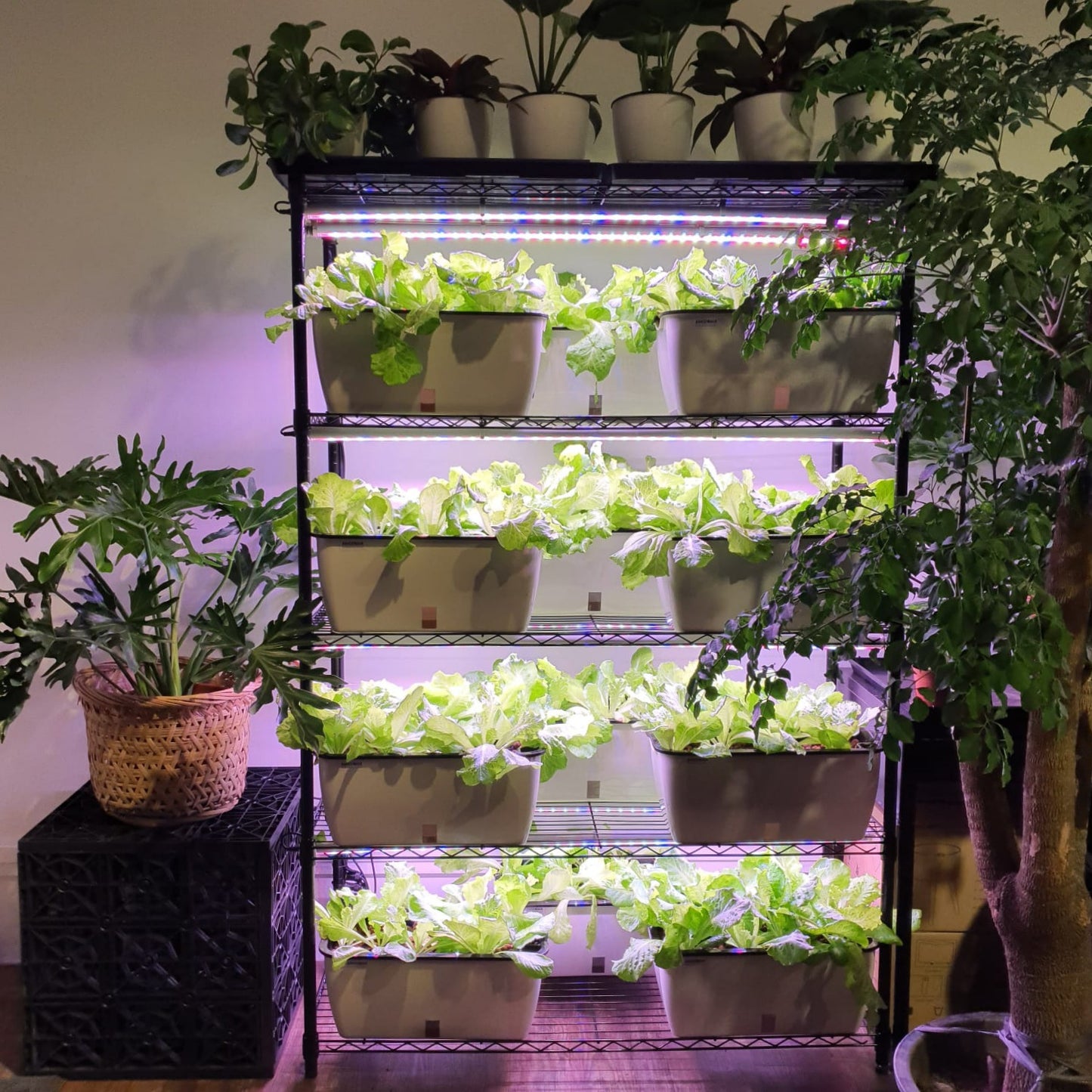 4-tier Indoor Vegetables Growing Set