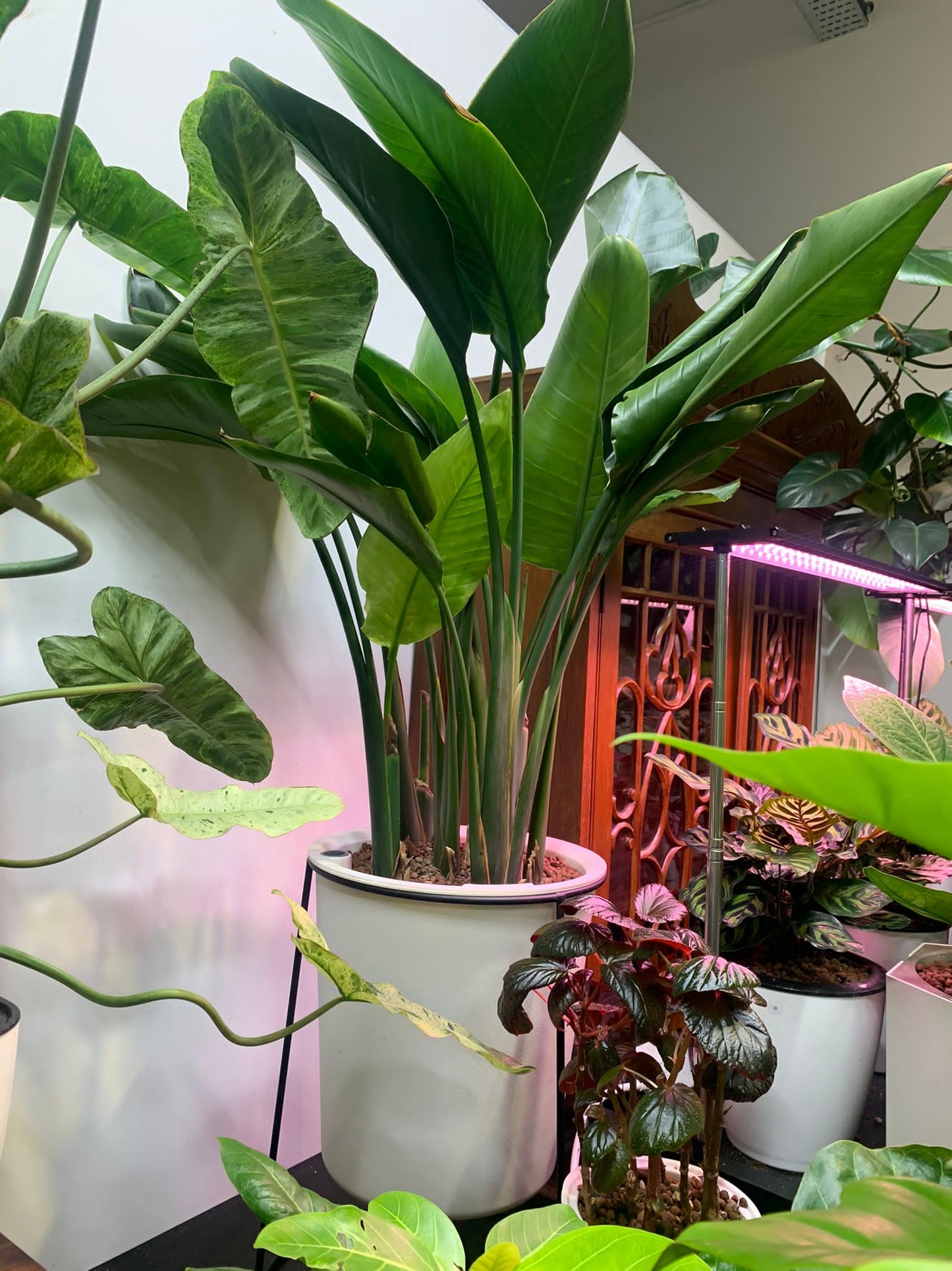Strelizia (short) in white pot with metal stand