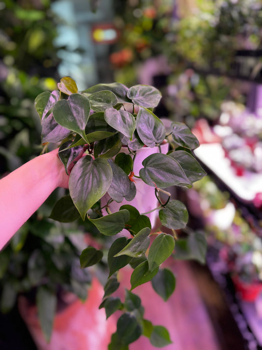 Philodendron Scandens in Self Watering Planter