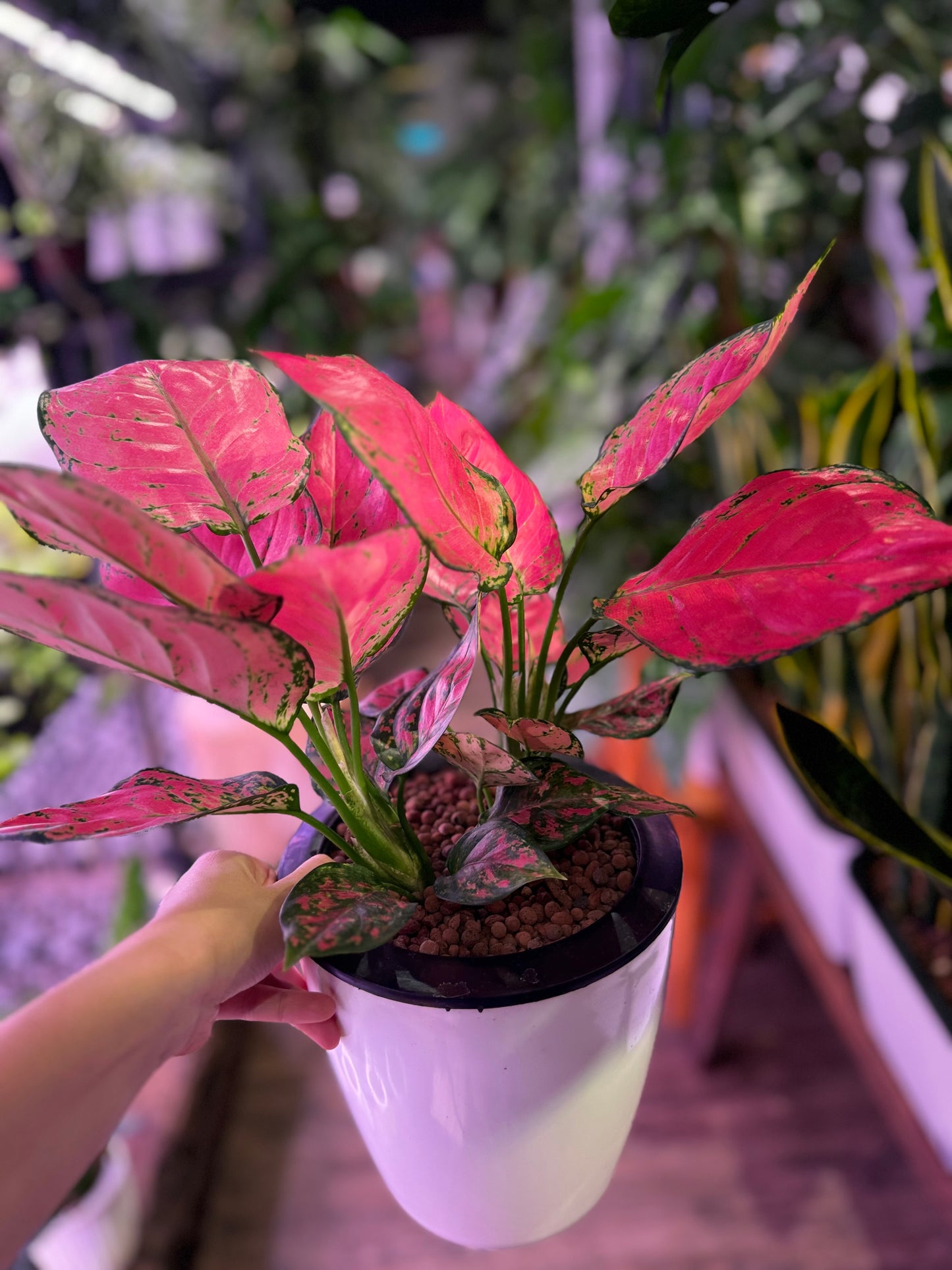 Aglaonema pink in Self Watering Planter