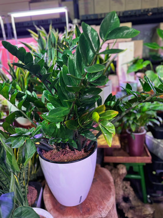 Zamioculcas zamiifolia(ZZ Plant) in Self Watering Planter