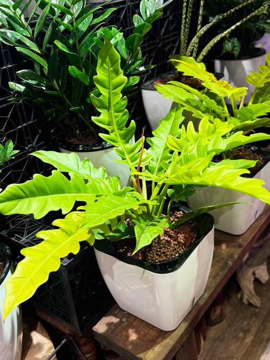 Philodendron golden saw in Self Watering Planter