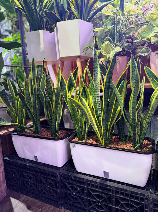 Sansevieria (snake plant) in Self Watering Planter (Rectangular)