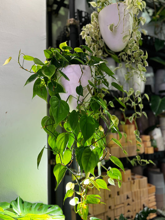 Philodendron Scandens in Self Watering Planter (Hanging)