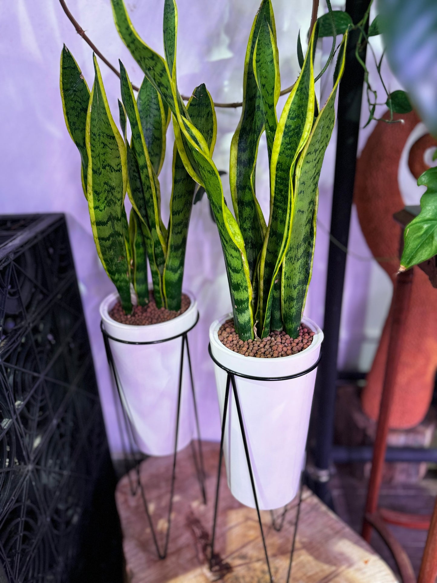 Sanseveria (Snake plant) in Self Watering Planter