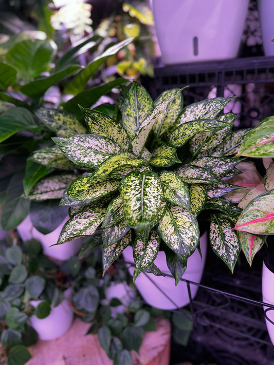 Aglaonema Snow White in Self Watering Planter