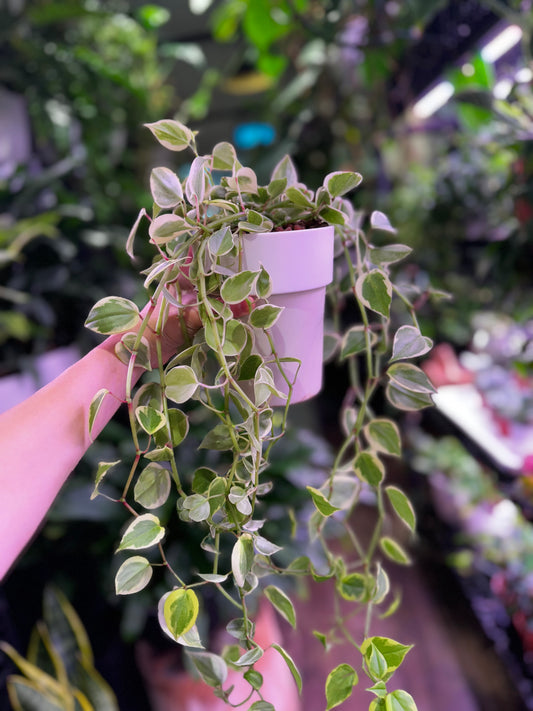 Peperomia Scandens Variegated in Self Watering Planter