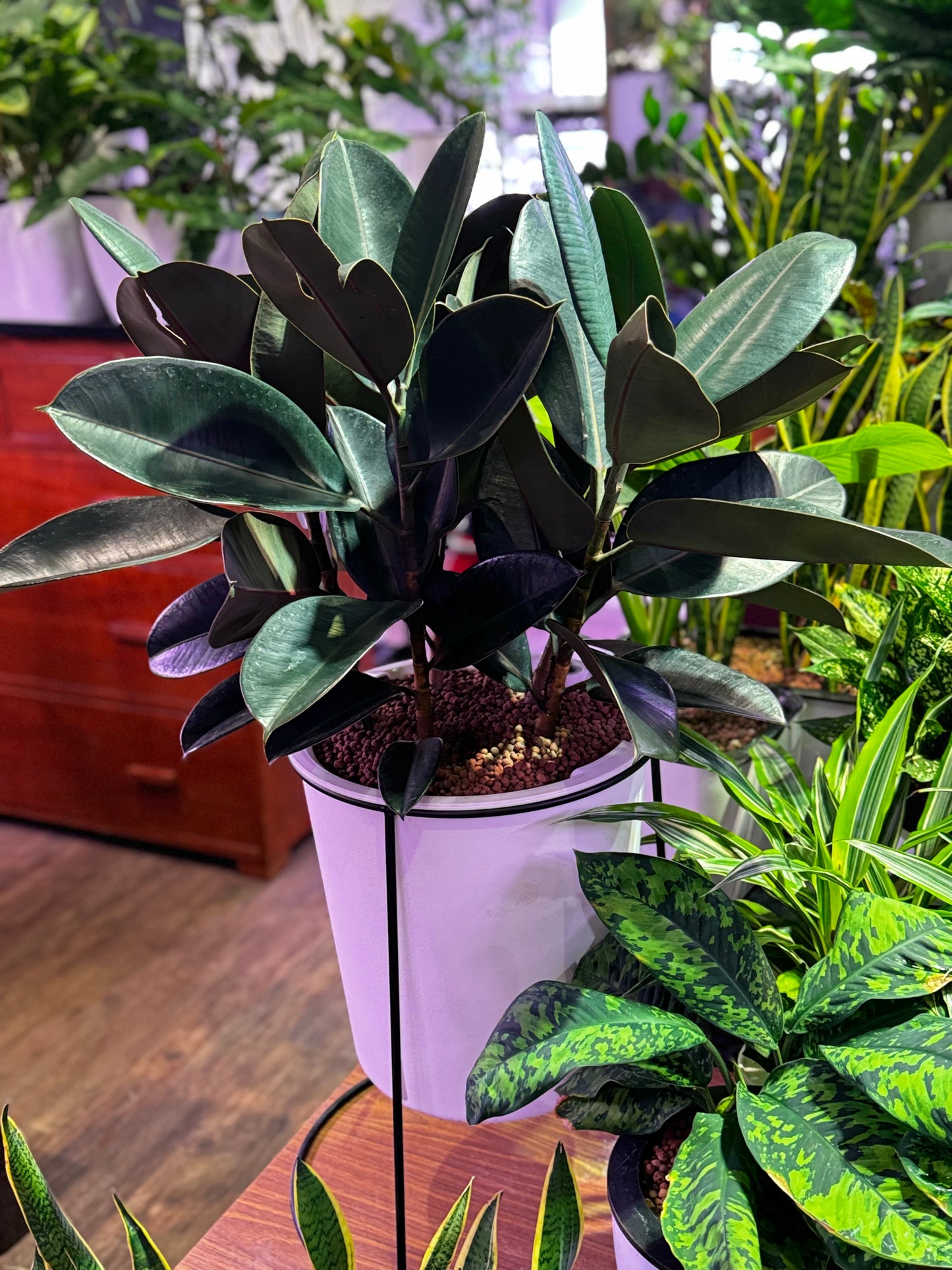 Ficus elastica in Self Watering Planter