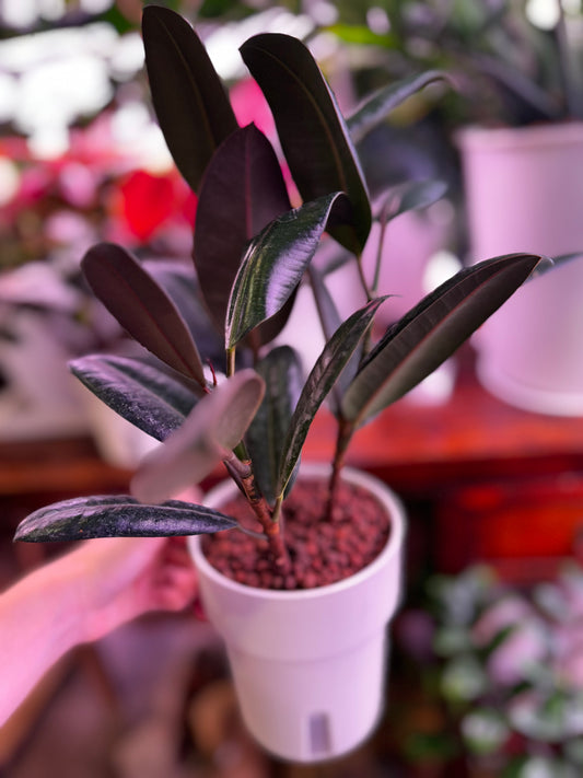 Ficus elastica in Self Watering Planter