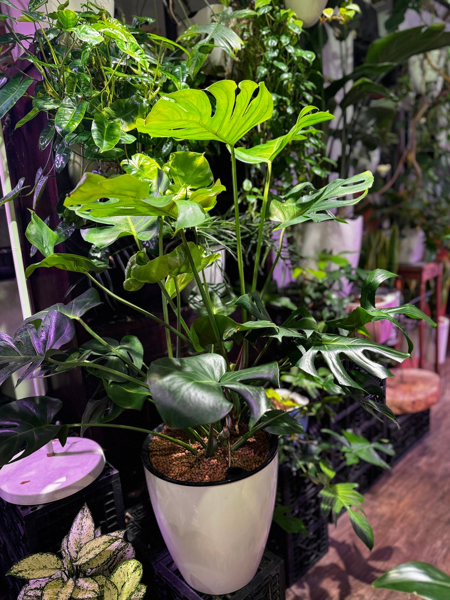 Monstera deliciosa in Self Watering Planter