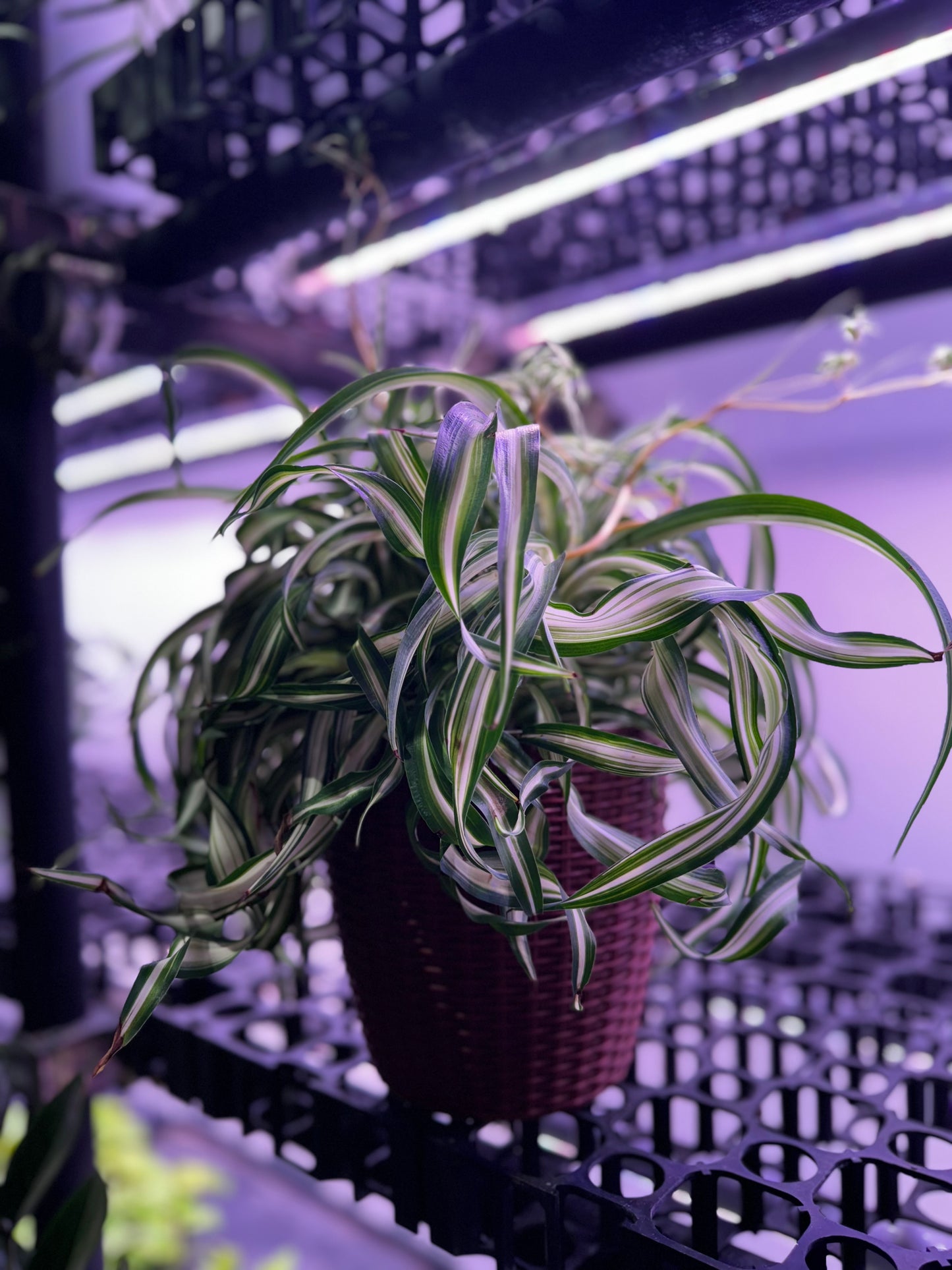 Chlorophytum Comosum Bonnie (Spider plant) in Self Watering Planter