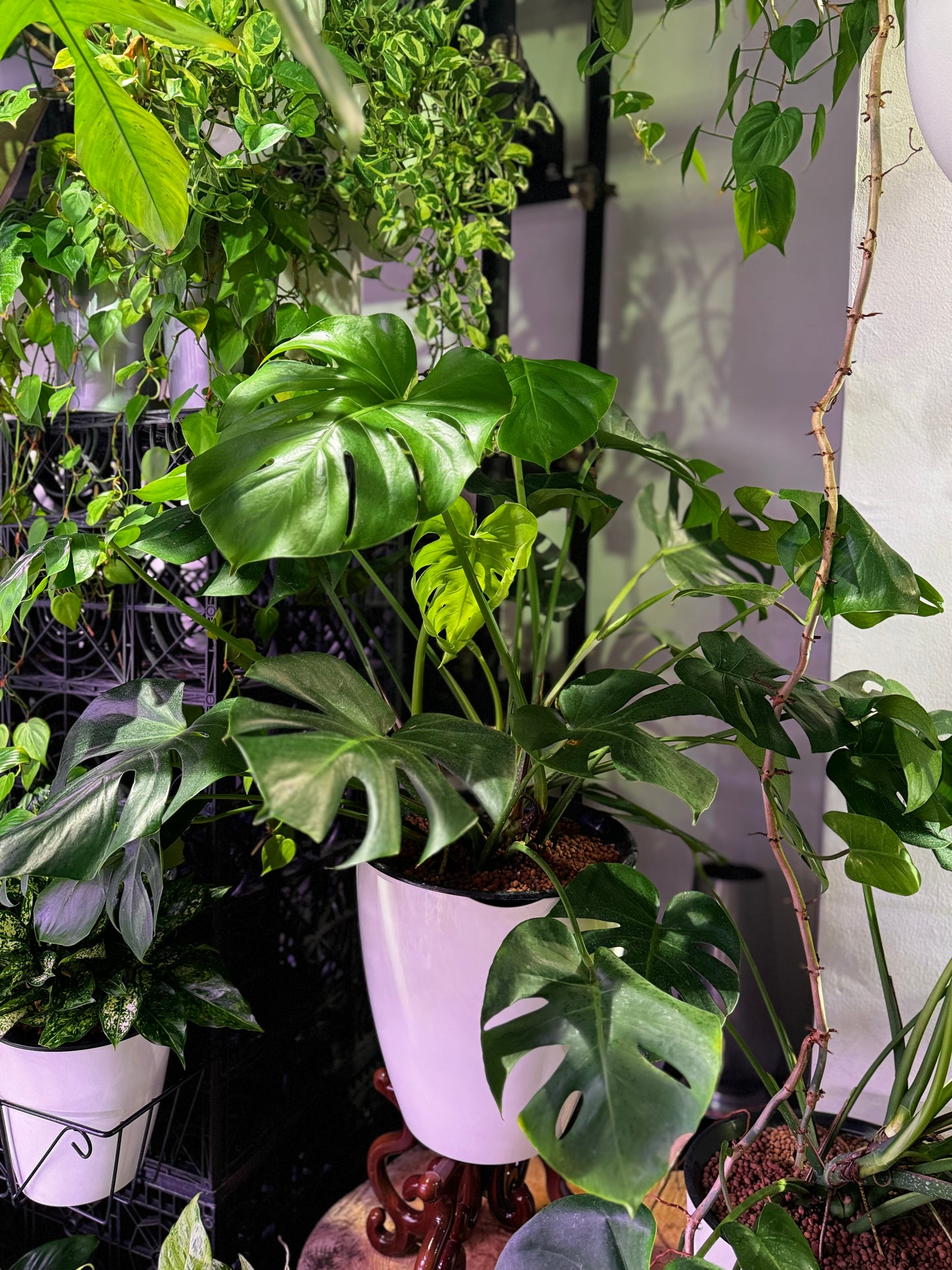 Monstera deliciosa in Self Watering Planter