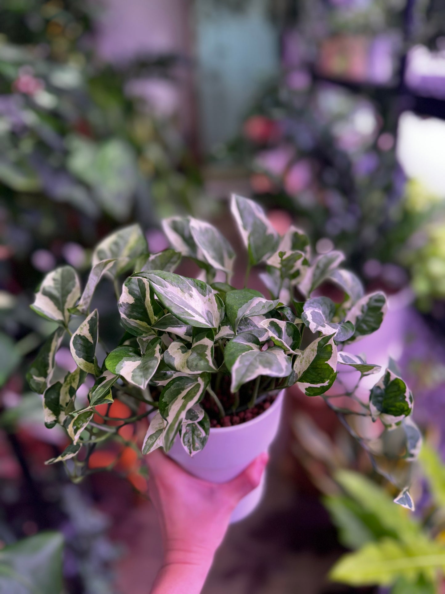 Epipremnum N'Joy (Pothos) in Self Watering Planter