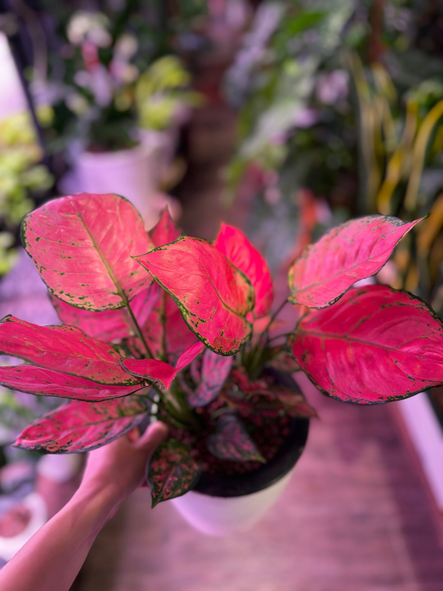 Aglaonema pink in Self Watering Planter