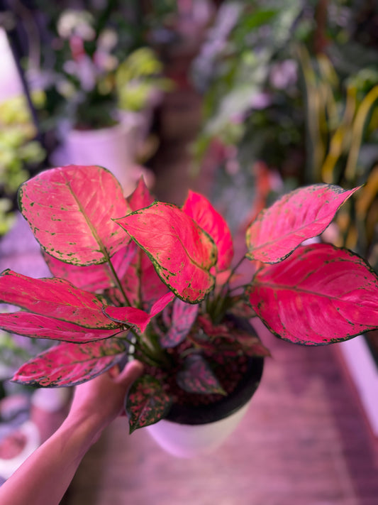 Aglaonema pink in Self Watering Planter