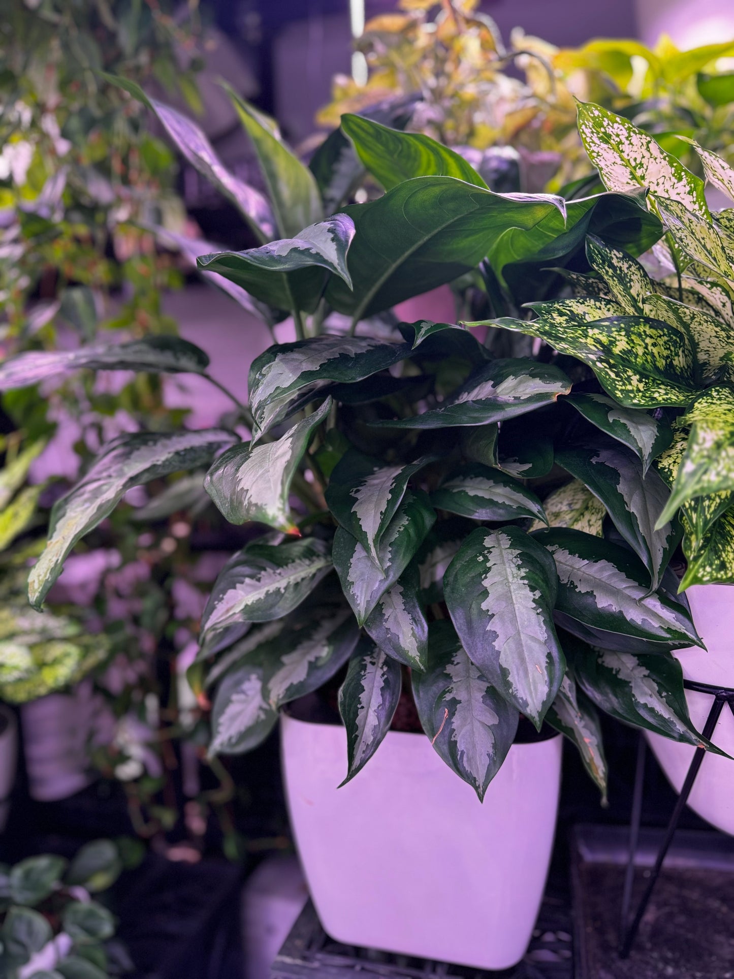 Aglaonema Pattaya Beauty in Self Watering Planter