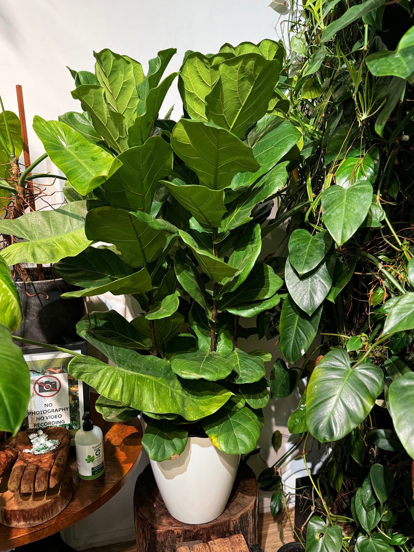 Ficus lyrata 'Fiddle-leaf Fig' in Self Watering Planter