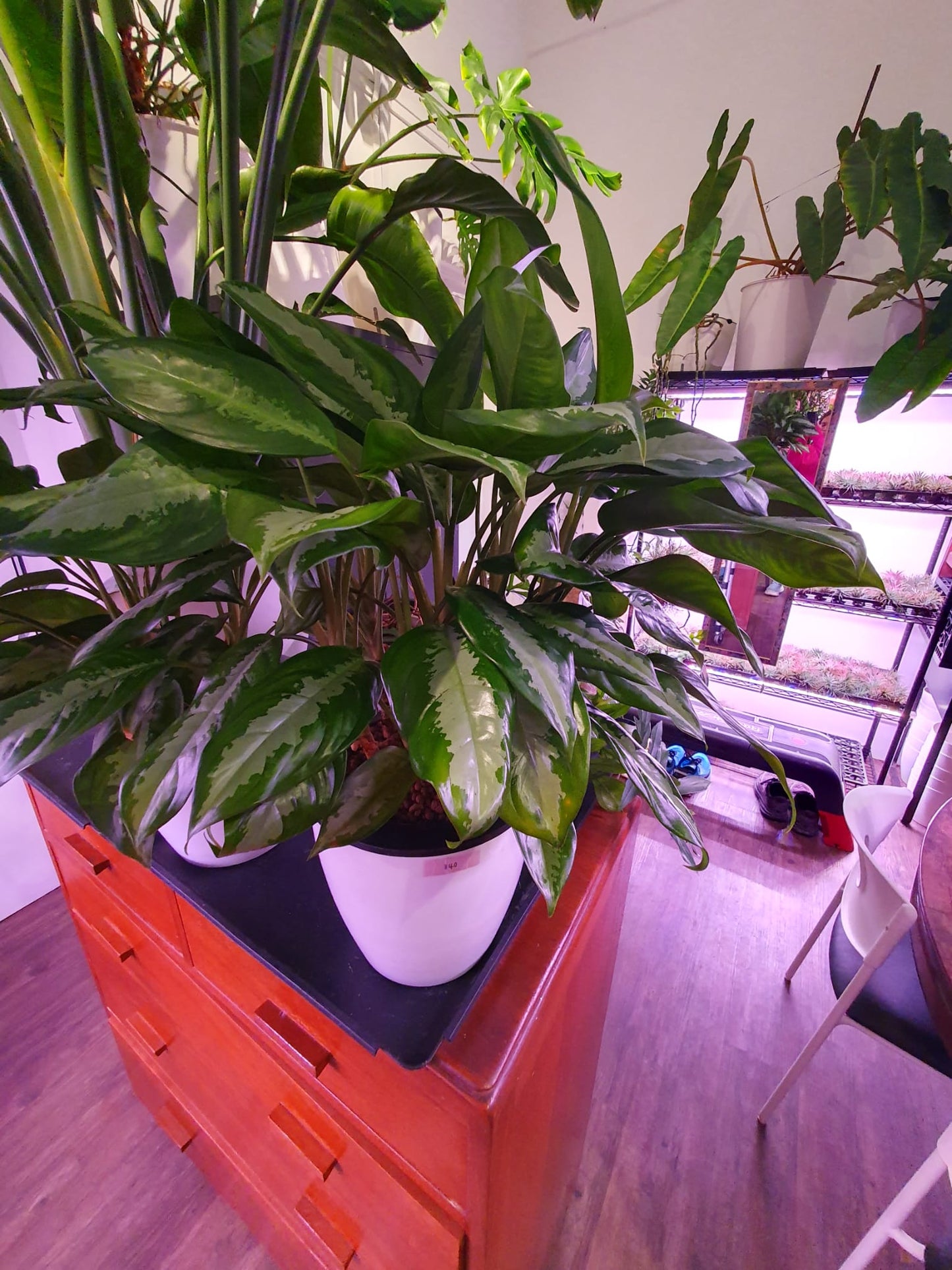 SW Round Pot 22cm with Aglaonema Pattaya Beauty