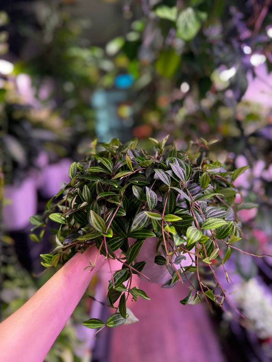 Peperomia angulata in Self Watering Planter