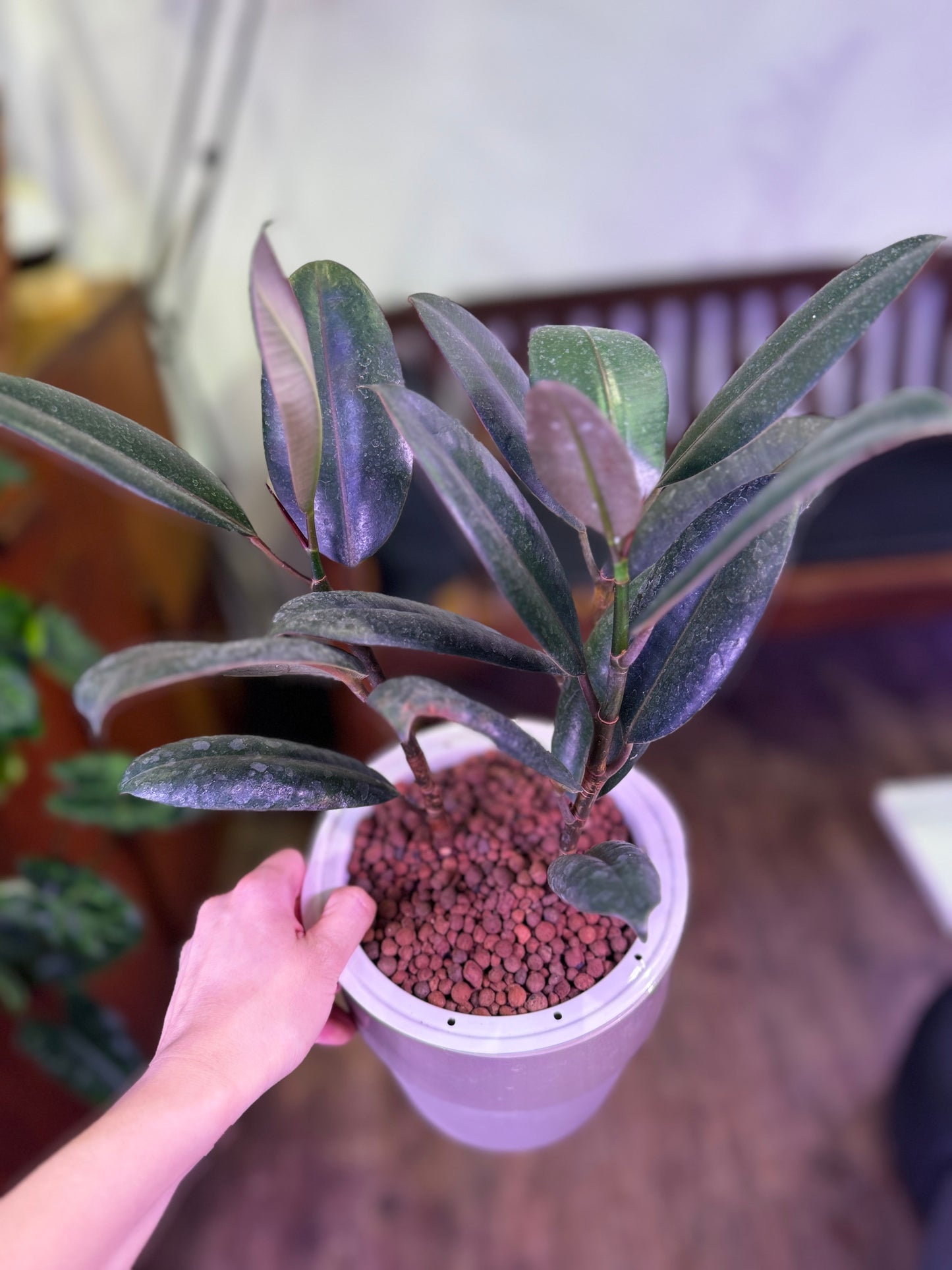 Ficus elastica in Self Watering Planter