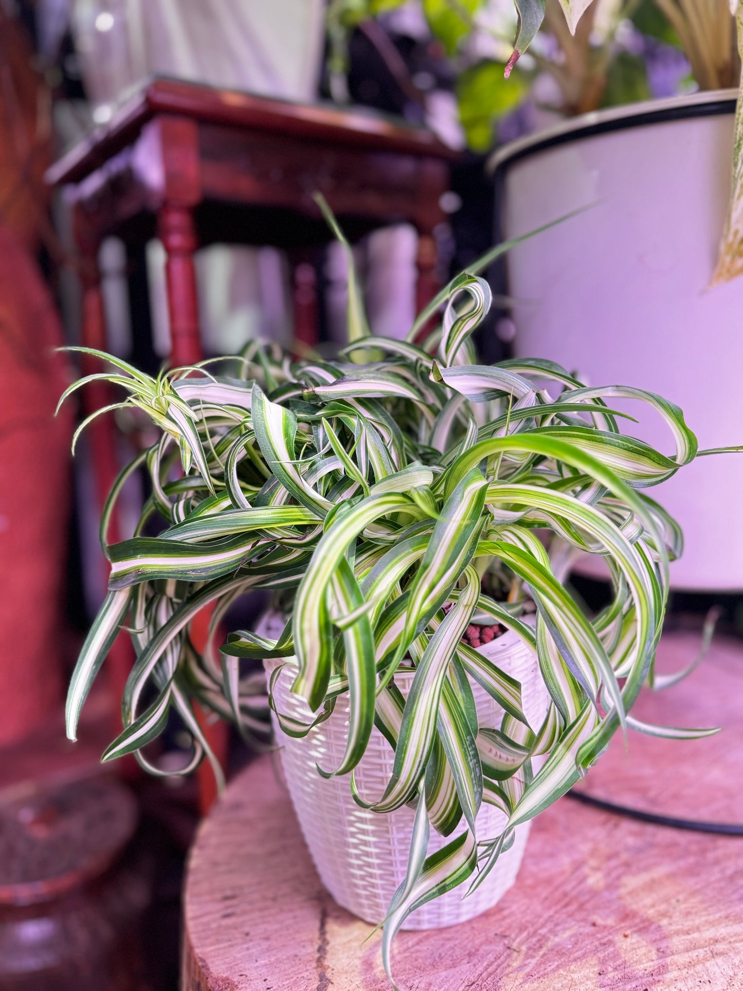 Chlorophytum Comosum Bonnie (Spider plant) in Self Watering Planter