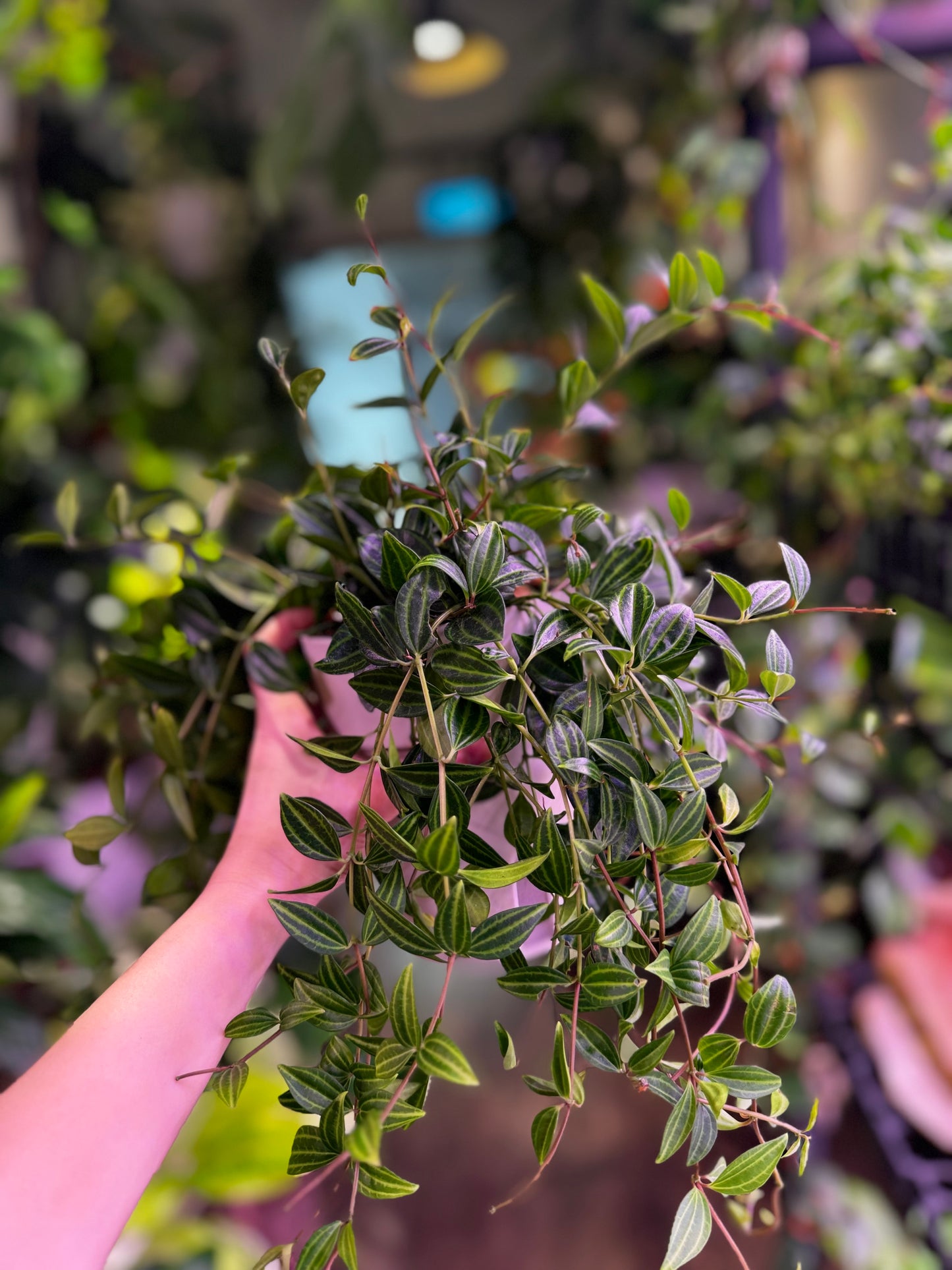 Peperomia angulata in Self Watering Planter