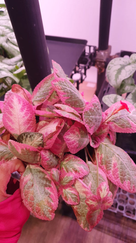 Episcia cuperata Easterbrook 'Cleopatra' (0.2m)