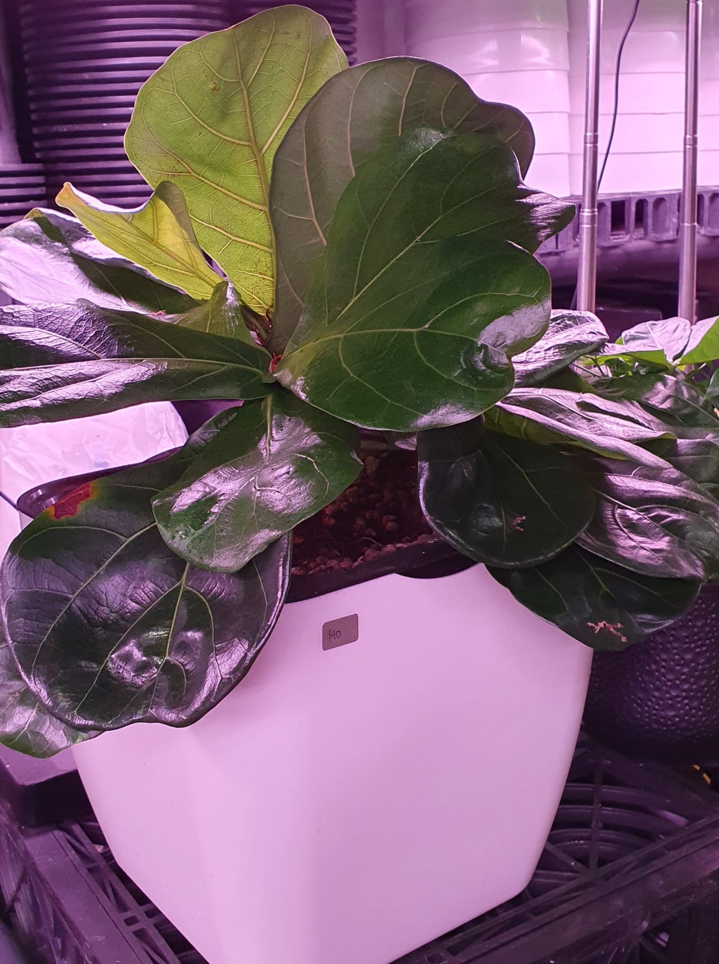 SW Square Pot with Ficus Lyrata (Short)